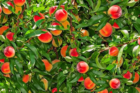 Fast Growing Fruit Trees Zone 7 - pic-web