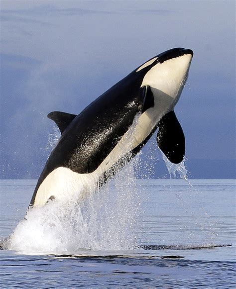 Bad breath: Study finds array of bacteria when orcas exhale | The Spokesman-Review