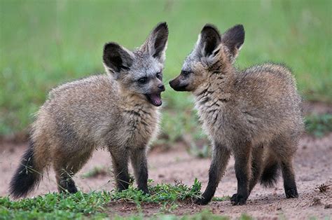 Bat-eared Fox Facts, Habitat, Diet, Life Cycle, Baby, Pictures | Bat eared fox, Fox pups, Animals