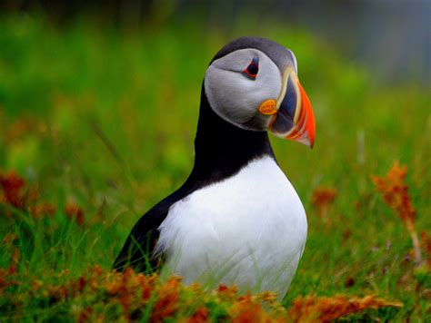 Newfoundland Puffin Pentax Camera, Puffin, Nature Photographs ...