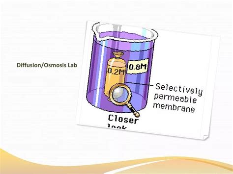 PPT - Diffusion/Osmosis Lab PowerPoint Presentation, free download - ID:4139014