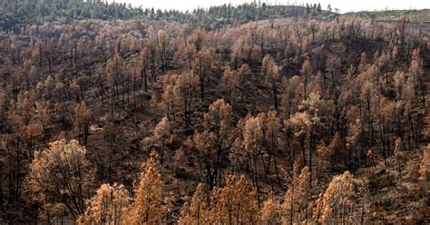 Judge halts development over wildfire evacuation concerns - Los Angeles ...