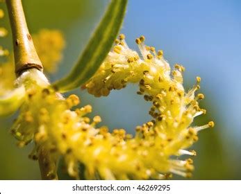 Weeping Willow Seeds Spring Time Stock Photo 46269292 | Shutterstock