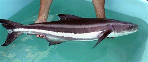 Smithsonian Insider – Invasive Cobia Spreads in Panama | Smithsonian Insider