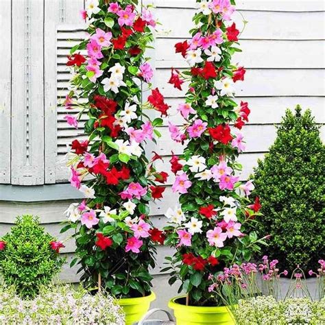 100pcs/bag Mandevilla Sanderi&Dipladenia sanderi Seeds potted balcony ...