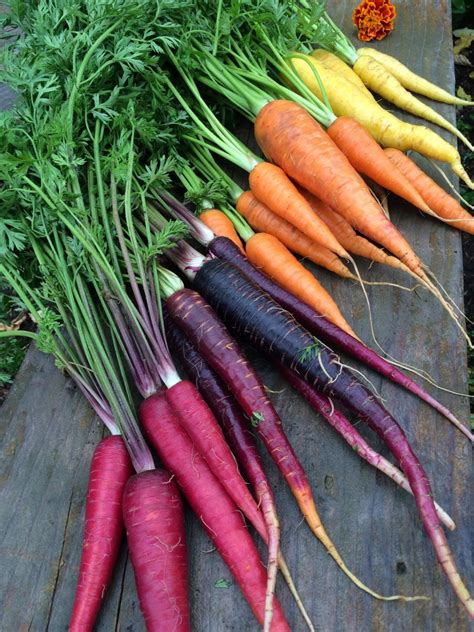 Rainbow Blend Carrot Seeds, 500+ Heirloom Seeds, (Isla's Garden Seeds), 85% Germination Rate ...