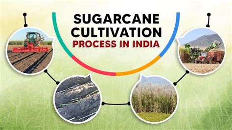 Sugarcane Cultivation in India - How to Cultivate Sugarcane