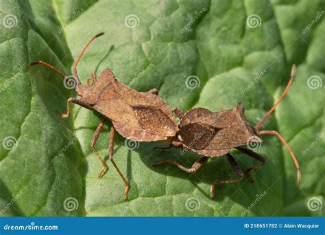 Brown Bug Close-up on a Leaf Stock Photo - Image of bedbugs, garden: 218651782