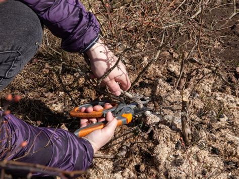 Pruning Blueberries - Information On Trimming Blueberry Bushes | Gardening Know How