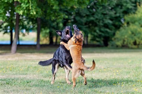 Aggressive dog training - Gary Maria