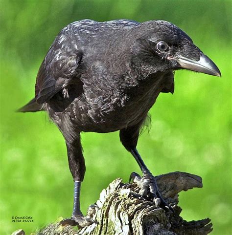 Carrion Crow Facts - Carrion Crow Information : Twootz.com