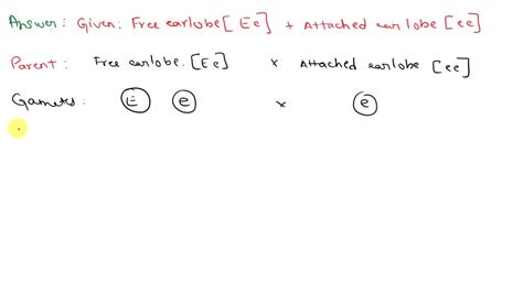 SOLVED: In humans, free earlobes (E) are dominant to attached earlobes (e). An individual who is ...