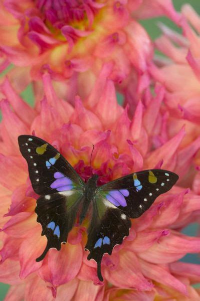 21 best images about Butterflies - Swallowtail (Graphium) Purple Spotted on Pinterest | Coloring ...