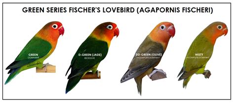 Green Series Fischer's Lovebird (Agapornis Fischeri)