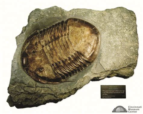 Isotelus: Ohio State's Fossil - Cincinnati Museum Center