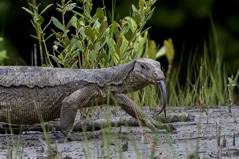 Are monitor lizards venomous? (the Tale of Toxicofera, part 4)