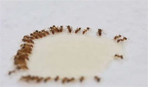 Using Borax For Ants - 3 Simple Steps To Kill Ants With Borax (Updated On September, 2023) - The ...