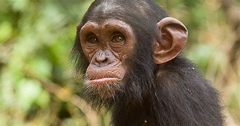 Great ape genetic diversity catalog frames primate evolution and future conservation | UW News