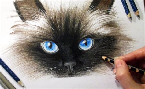 Drawing Cat's face in colored pencil Time-lapse | Cats art drawing, Cat ...