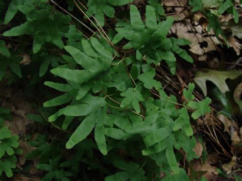 Climbing Fern Guide - New York Natural Heritage Program