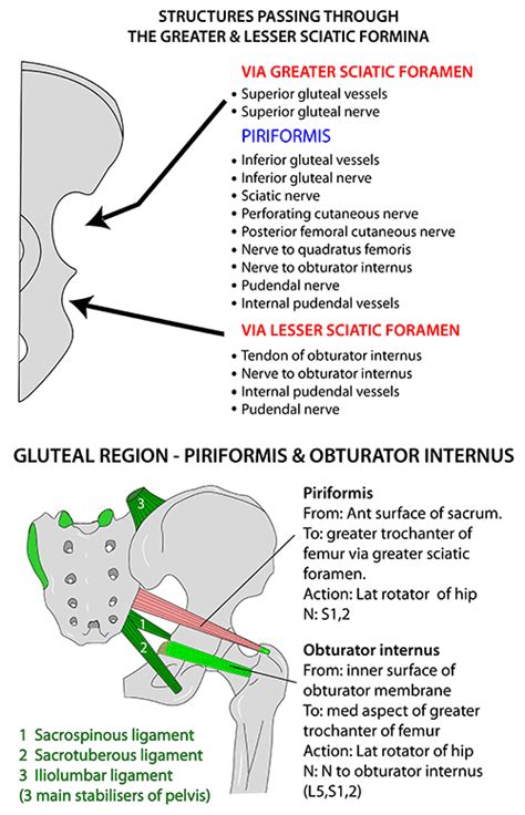 Greater Sciatic Foramen