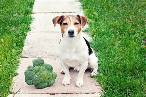 Can Dogs Eat Broccoli? What To Know Before Giving Dogs This Superfood