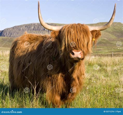 6,754 Highland Cow Scottish Stock Photos - Free & Royalty-Free Stock Photos from Dreamstime