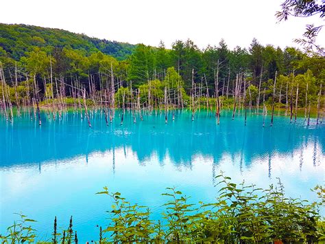 Blue Pond in Biei Hokkaido | The Gallivant Post