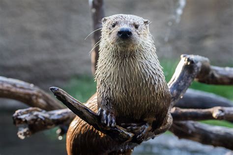 River Otters Invade Pocomoke | Shorebread