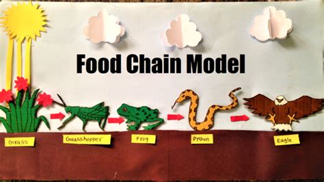 Food Chain Model Project for School Students Science Exhibition ...