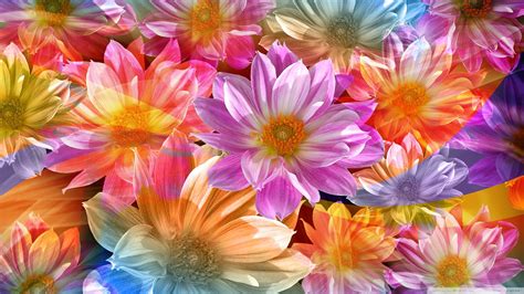 Rainbow Flower Wallpaper (55+ pictures) - WallpaperSet