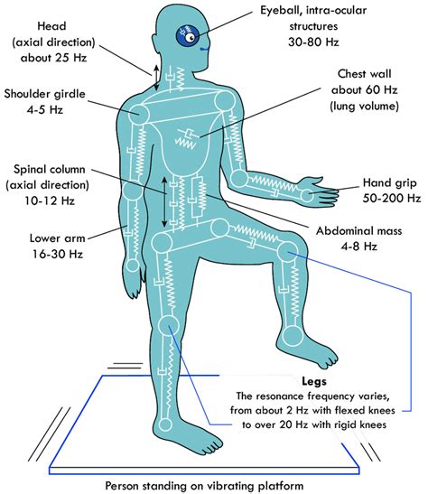 The vertical whole-body resonant frequencies of 113 fully-clothed ...