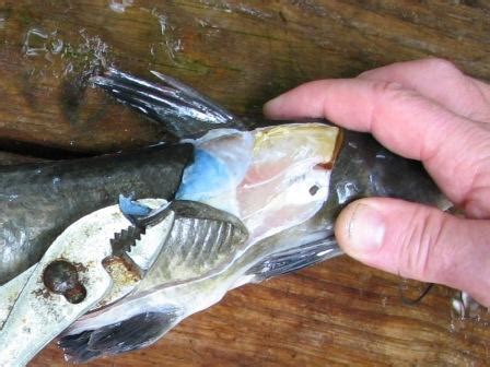 How to Skin Channel Catfish – Freshwater Fishing News