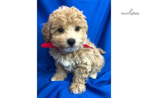 Remo: Bich-Poo - Bichpoo puppy for sale near New York City, New York. | efffa4f1-4291