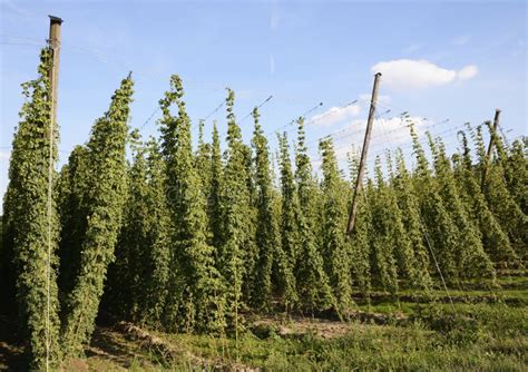 Hop Garden stock photo. Image of rural, harvest, cultivation - 35836198