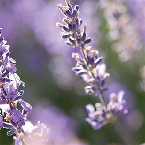 Lavender | L'Occitane