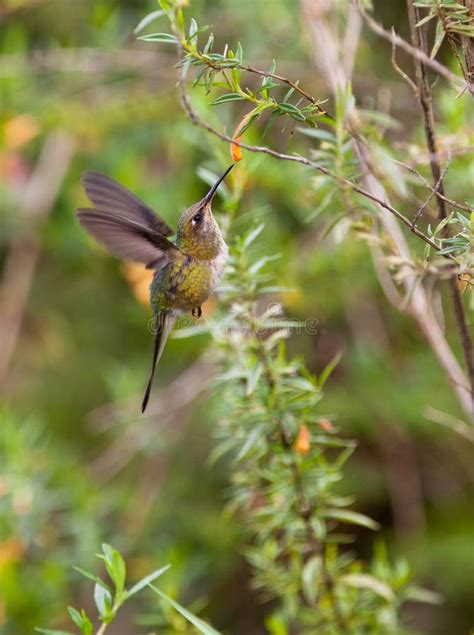 Marvelous Spatuletail Hummingbird Stock Images - Image: 25794154