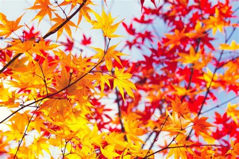 Premium Photo | Color changing maple leave in autumn