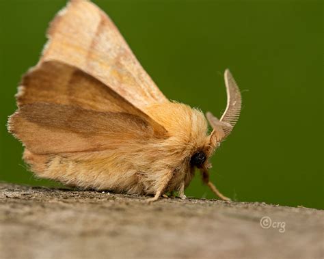 Forest Tent Caterpillar Moth