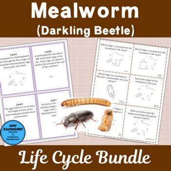 Mealworm Life Cycle Bundle by Ann Fausnight | Teachers Pay Teachers