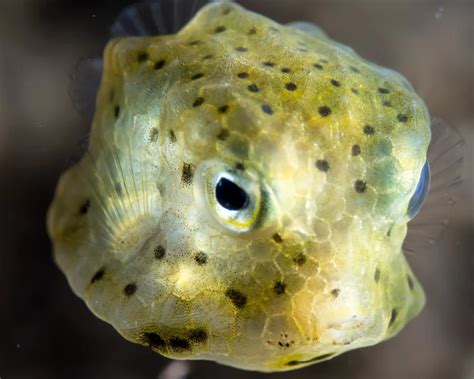 Longhorn cowfish - Facts, Diet, Habitat & Pictures on Animalia.bio