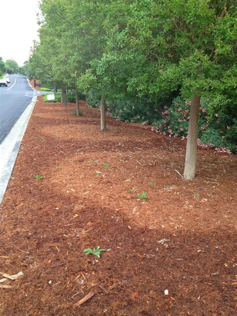 Fruit Tree Pruning at Its Best: What is the Drip Line of a Tree?