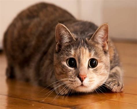 Why Do Cats Bob Their Heads? (8 Interesting Reasons) - Animal Quarters