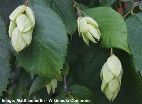 Ironwood Tree: Facts, Leaves, Flowers, Bark (Pictures) - Identification and Care