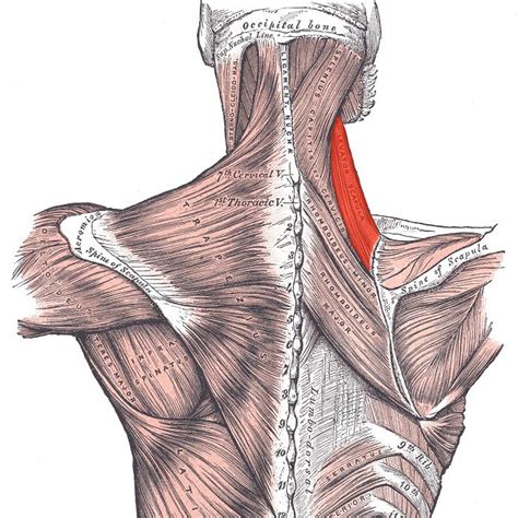 Levator scapulae muscle | Golf Loopy - Play Your Golf Like a Champion