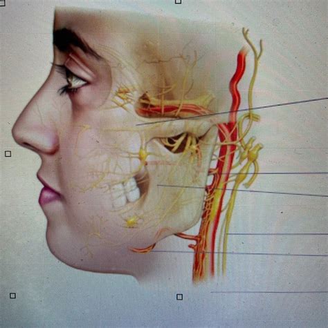 PARASYMPATHETIC DIVISION Diagram | Quizlet