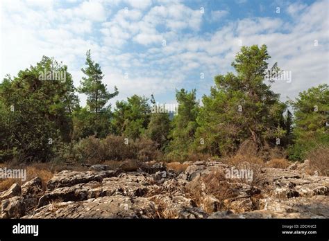 beautiful trees in the forest in northern Israel Stock Photo - Alamy