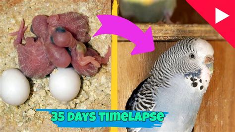 BUDGIE GROWTH STAGES | First 35 Days of Babies Timelapse - YouTube