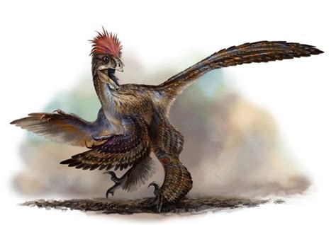 Anchiornis Pictures & Facts - The Dinosaur Database