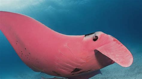 A rare pink manta ray was spotted in Australia